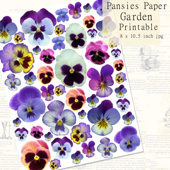 Printable Pansies Decoupage Paper Scrapbooking Journaling Etsy