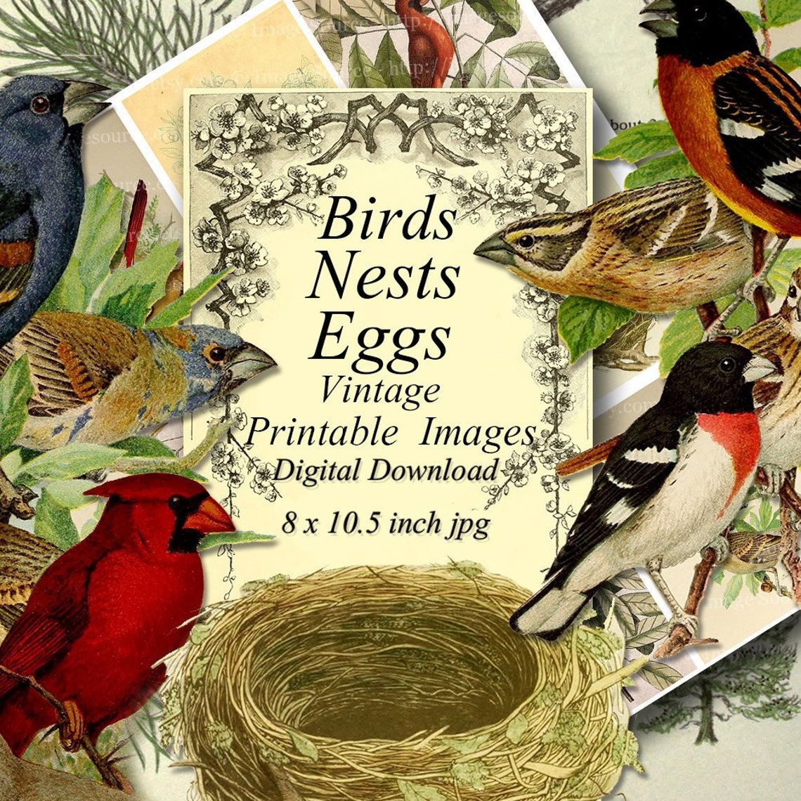 Printable Birds Nests and Eggs Birds and Habitats | Etsy