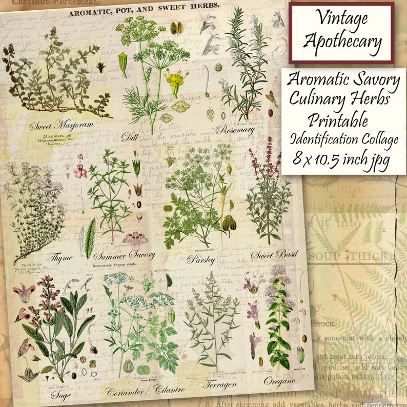 Culinary Herbs Printable Botanical Collection, Popular Savory Cooking