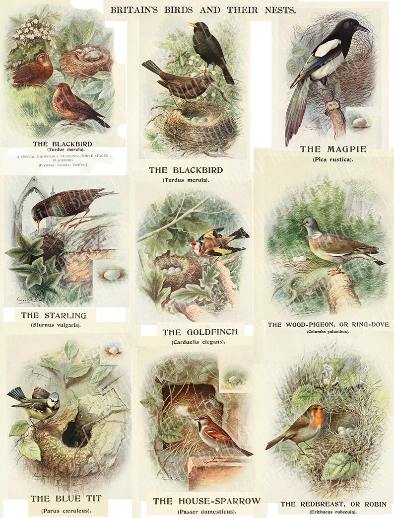 British Birds Nests Eggs Printable Digital Collage Sheet Etsy
