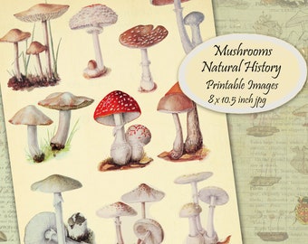 Printable Mushrooms Illustrations Vintage Natural History, Digital Collage Sheet, Large Color Images, Printable Download