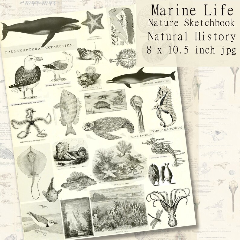 Printable Marine Life Sea Creatures, Illustrated Nature Craft Paper ...