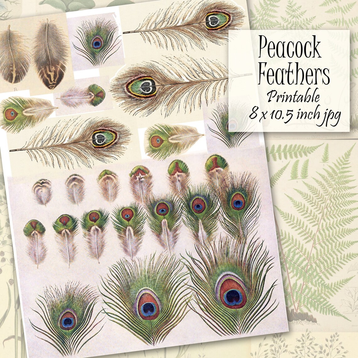 Peacock Feathers Printable Clip Art Peacock Digital Collage - Etsy