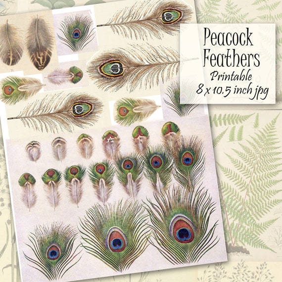 Peacock Feathers Printable Clip Art Peacock Digital Collage | Etsy