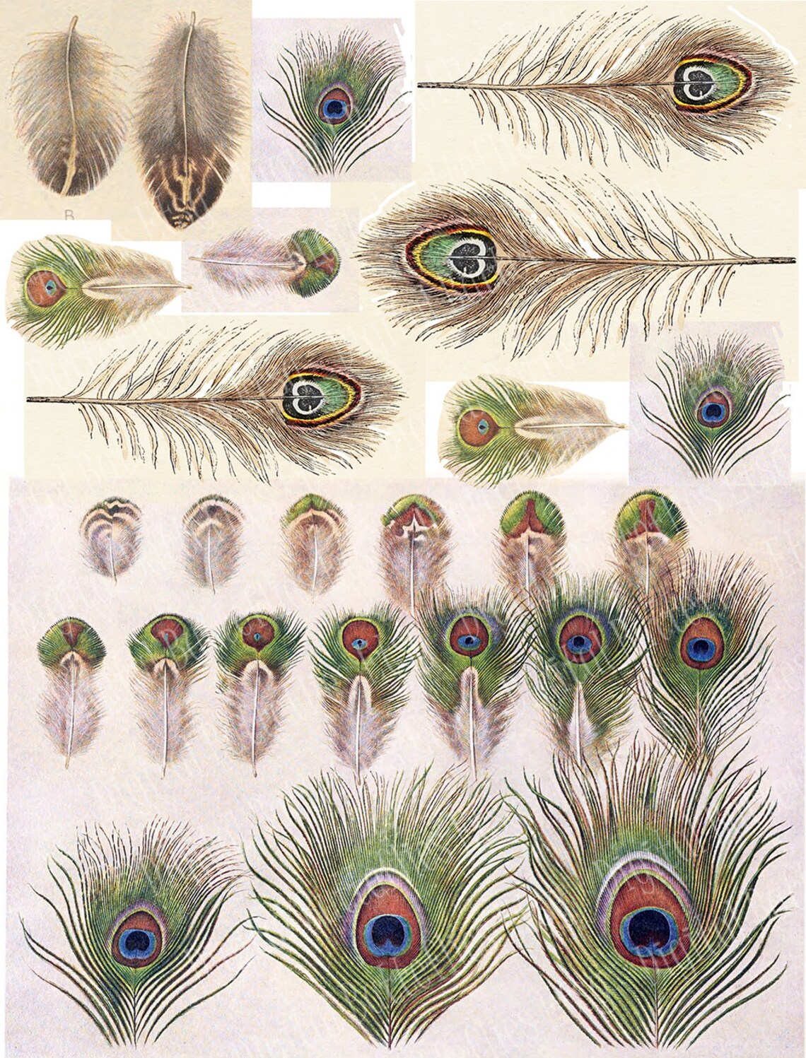 Peacock Feathers Printable Clip Art Peacock Digital Collage - Etsy