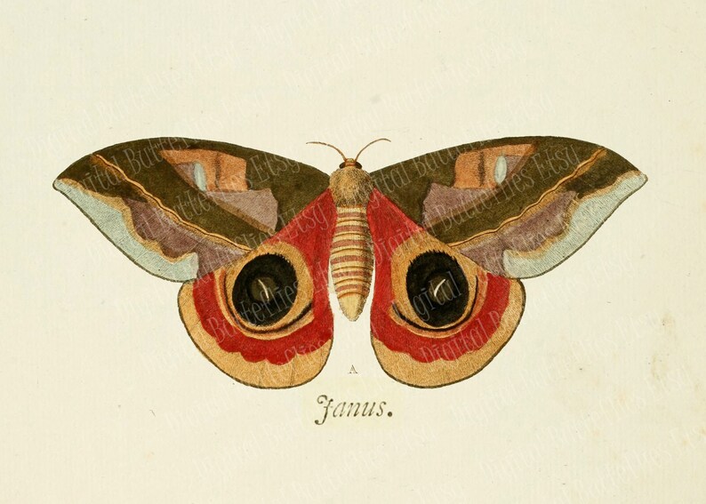 Printable Vintage Moth Illustrations Wall Art Set of 3 / 7 X - Etsy