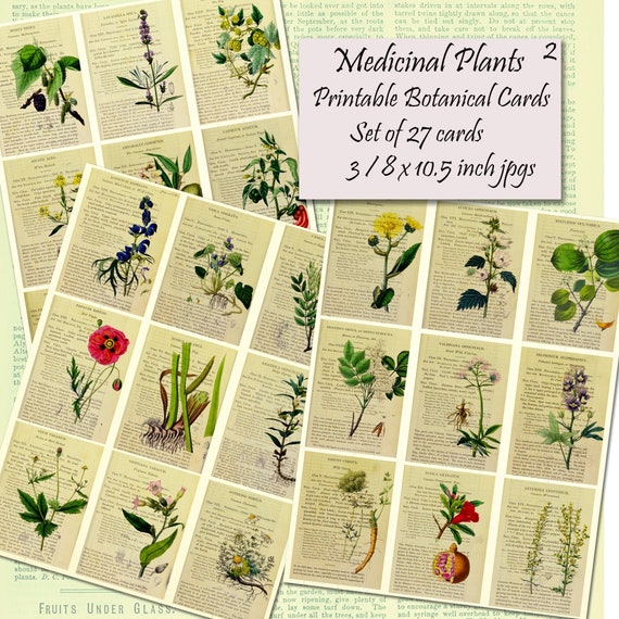 Herbal Botany Printable Cards Set 27 Medicinal Plants 2 5 X Etsy