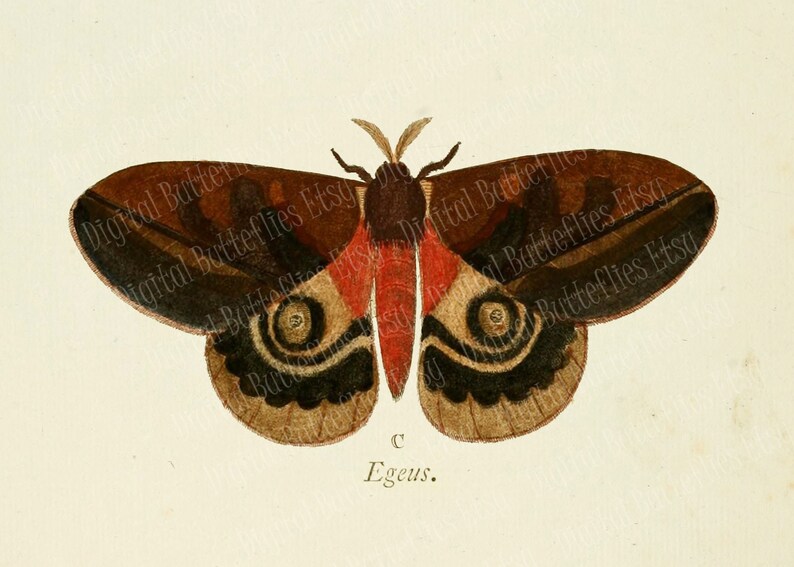 Printable Vintage Moth Illustrations Wall Art Set of 3 / 7 X - Etsy