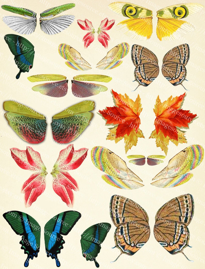 Проханов коллекция бабочек. Все окрасы бабочек. Какая форма бабочки. Какая форма бабочки. Трафарет бабочки для вырезания.