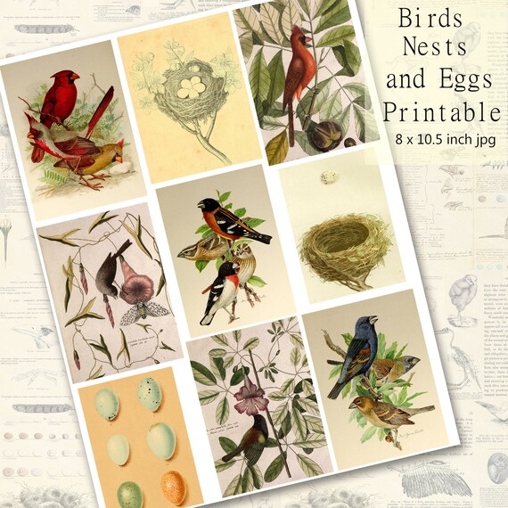 Printable Birds Nests and Eggs Birds and Habitats | Etsy