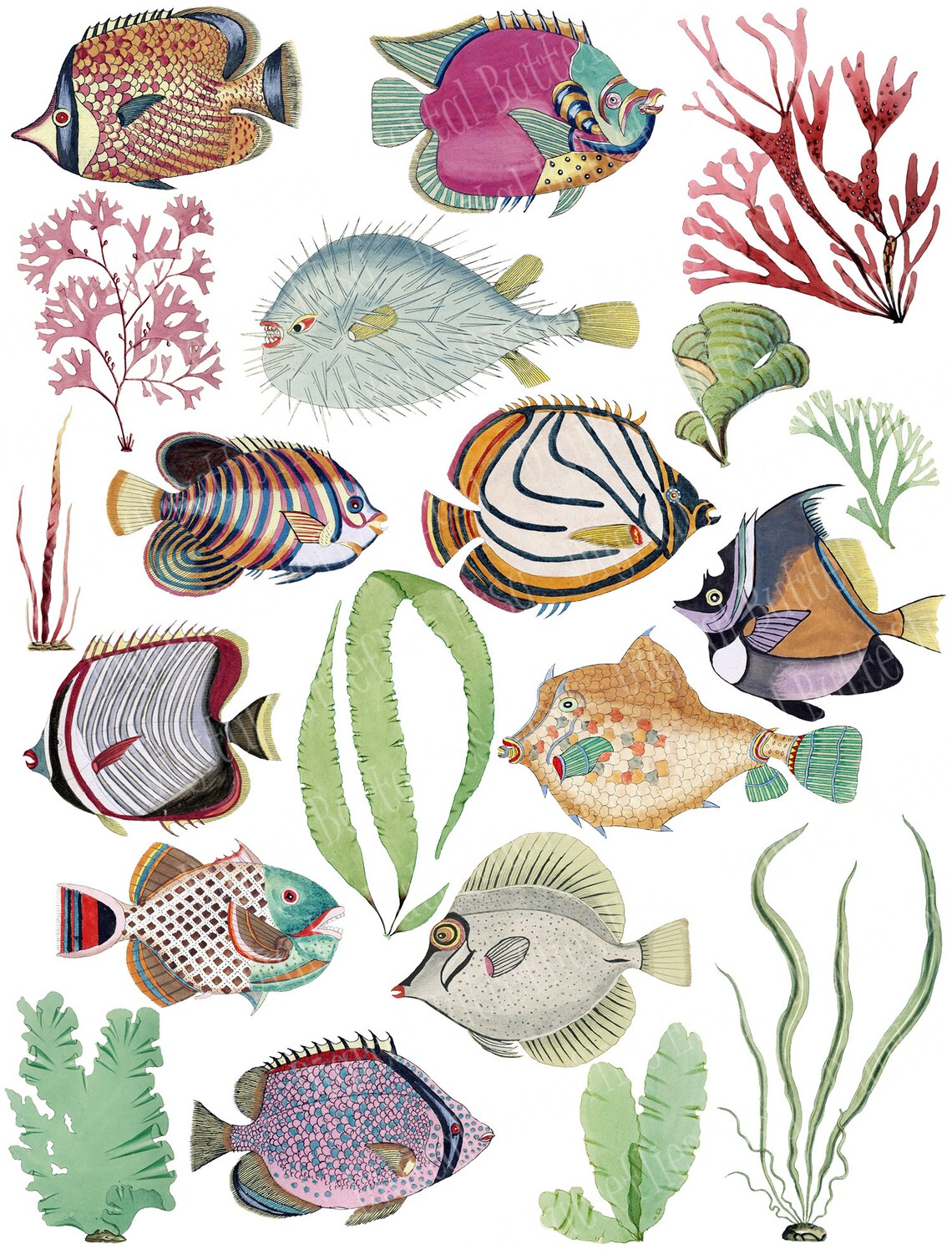 Printable Tropical Fish, Marine Life Watercolor Images, 8x 10.5 Inch Craft Paper Digital ...
