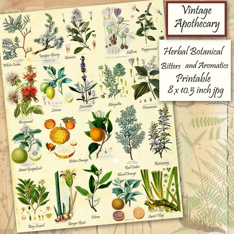 Apothecary Herbs Printable Aromatics and Bitters Botanical Collection