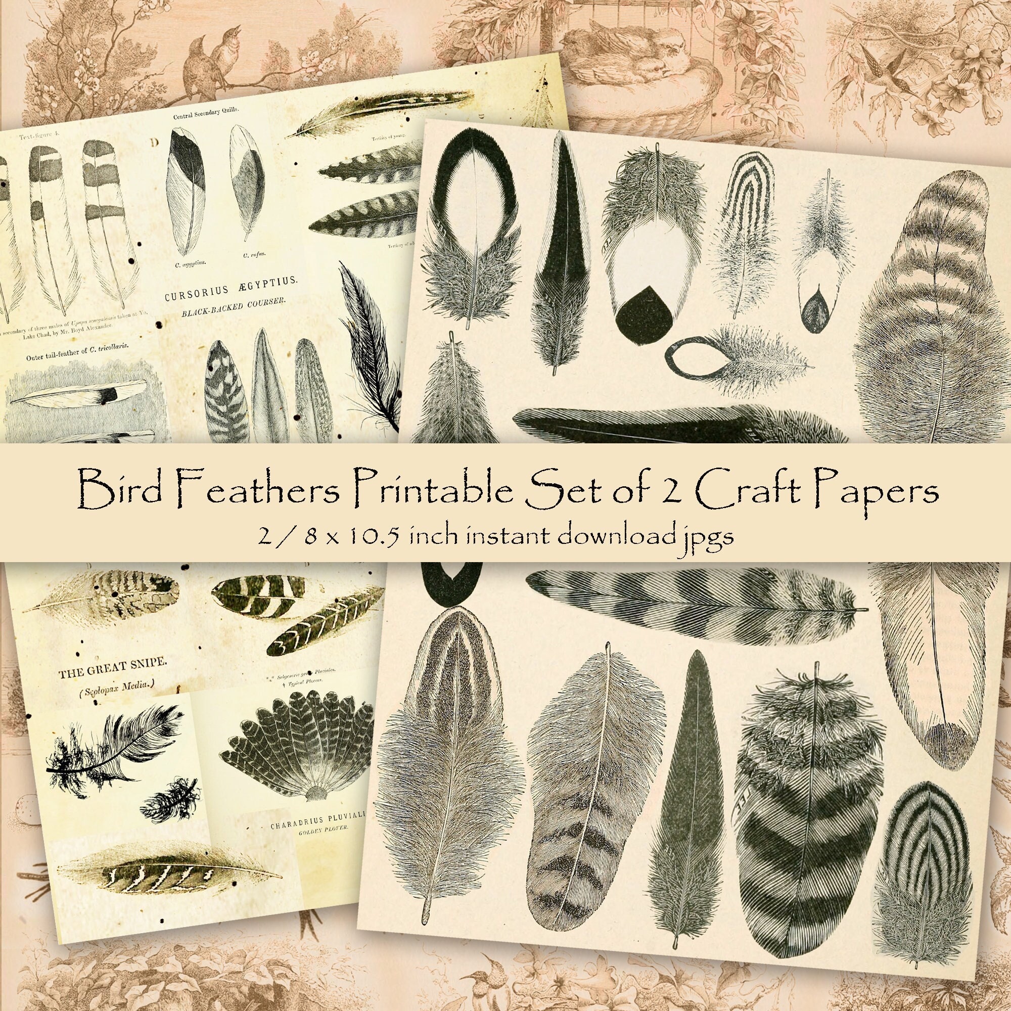 Printable Bird Feathers Clip Art, Set of 2 Craft Papers, Feather ...