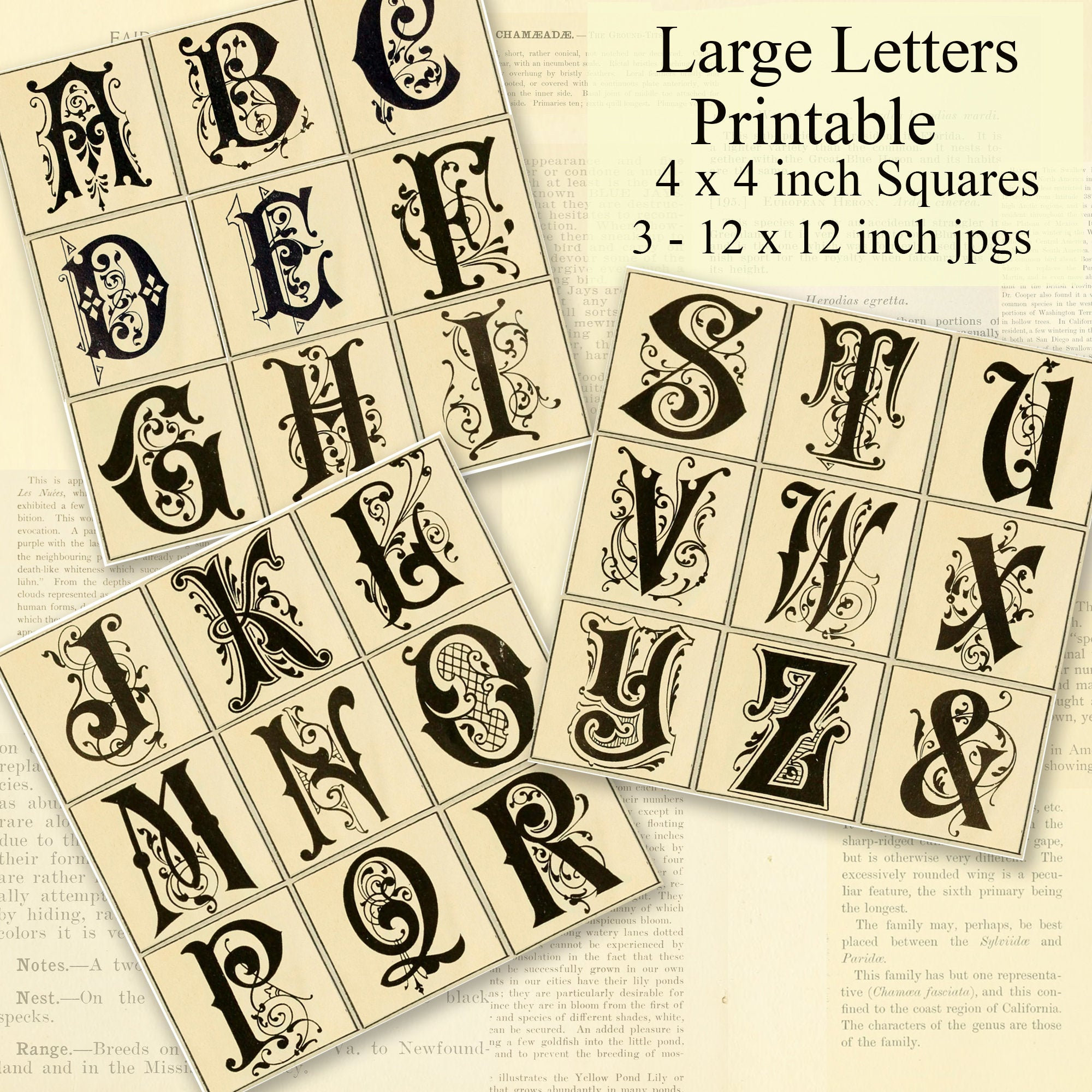 Fancy Alphabet Squares Printable, Decorative, Bold, Large Letters