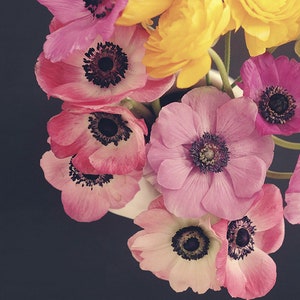 Anemone Floral Photography, Anemones, Floral Art, Colorful, Botanical Still Life Print, Anemone Photograph, Gallery Wall, Dark Background