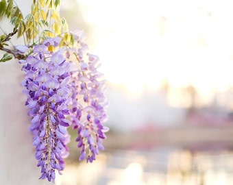 Wisteria Photography Botanical Print Purple Floral Print Spring Photography