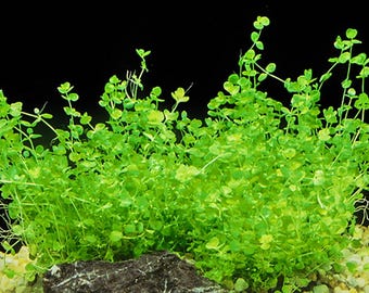 10 Stems of Micranthemum umbrosum  Aquarium plant