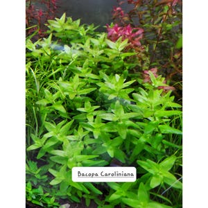May include: A vibrant image of the aquatic plant Bacopa Caroliniana. The plant features bright green, oval-shaped leaves and is densely packed, creating a lush appearance. The background includes other aquatic plants with red and green hues.