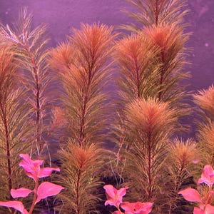 6 Stems of Myriophyllum Tuberculatam Red Aquarium plant