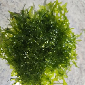 May include: A close-up of a vibrant green aquatic plant, likely moss or algae, with a dense, textured appearance. The plant has a layered structure with varying shades of green, from deep emerald to bright lime. The image is well-lit, highlighting the plant's intricate details.