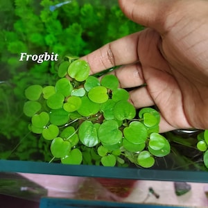 May include: Bright green Frogbit aquatic plants with round, floating leaves. The image shows the plant in an aquarium setting, with the text "Frogbit" in the image. The leaves are a vibrant green color.