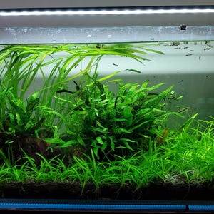 4 Italian Vallisneria Aquarium plant