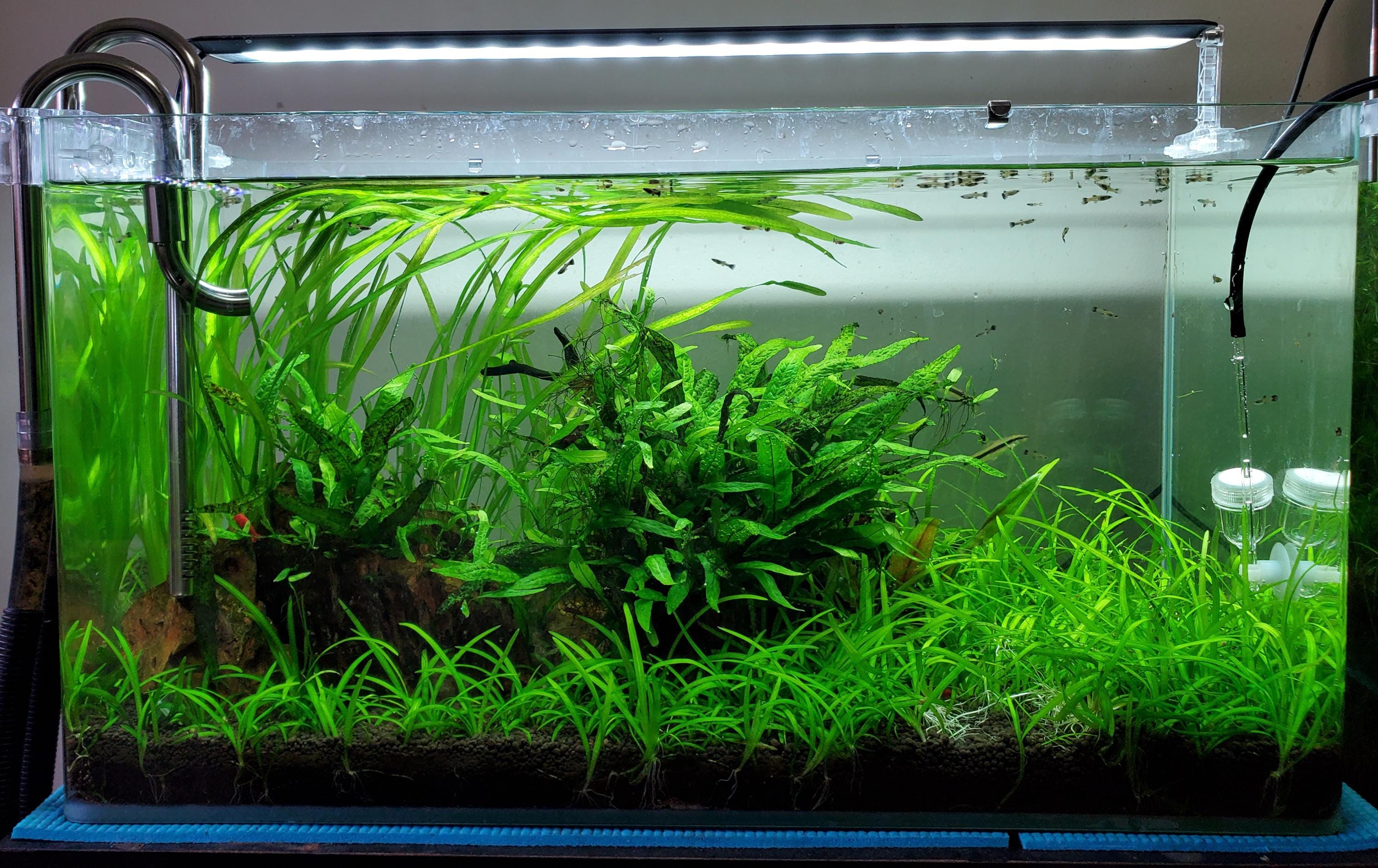 Pet Supplies Cindi's Pet Aquarium Center Vallisneria Plant