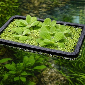May include: A rectangular black floating plant holder with green aquatic plants. The holder contains small green plants and larger, leafy green plants. The holder floats on the water's surface, surrounded by other green aquatic plants.