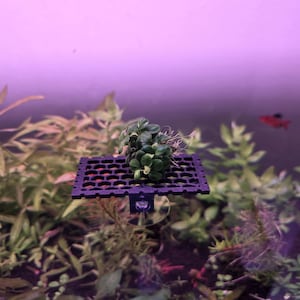 May include: A black plastic aquarium plant holder with a cluster of green plants. The holder is square with a grid pattern and is attached to the aquarium glass with a suction cup. Red fish swim in the background.