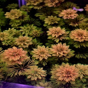 10 Stems of Limnophilla heteropylla Aquarium plant