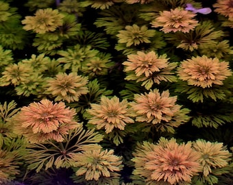10 Stems of Limnophilla heteropylla Aquarium plant