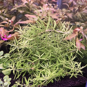May include: A dense cluster of aquatic plants with thin, light green, needle-like leaves arranged in whorls along slender stems, growing from a dark substrate, surrounded by other aquatic vegetation with reddish-brown and rounded green leaves.