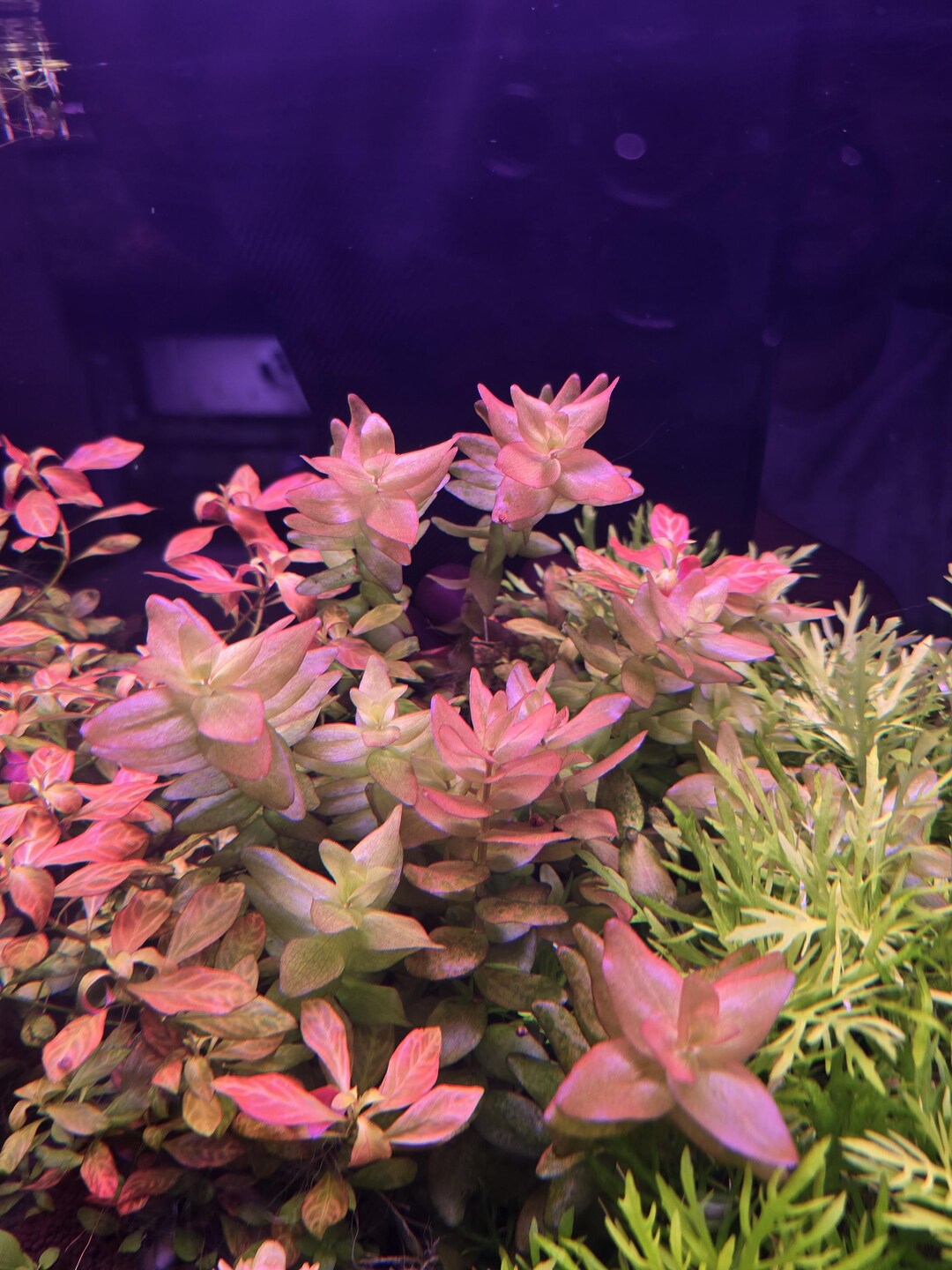 5 Stems of Bacopa Colorata Aquarium Plant - Etsy