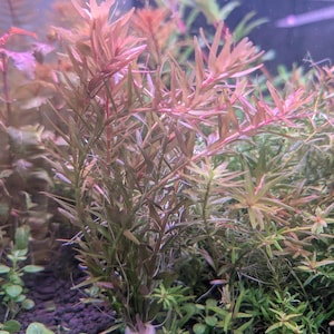 May include: An underwater aquarium scene featuring various aquatic plants. The focal point is a cluster of reddish-pink stemmed plants with long, thin leaves. Other green plants with different leaf shapes surround the main plant, creating a diverse aquatic environment.