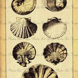 Printable Vintage Assorted Seashells Digital Collage Sheet Iron on ...