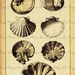 Printable Vintage Assorted Seashells Digital Collage Sheet Iron on ...