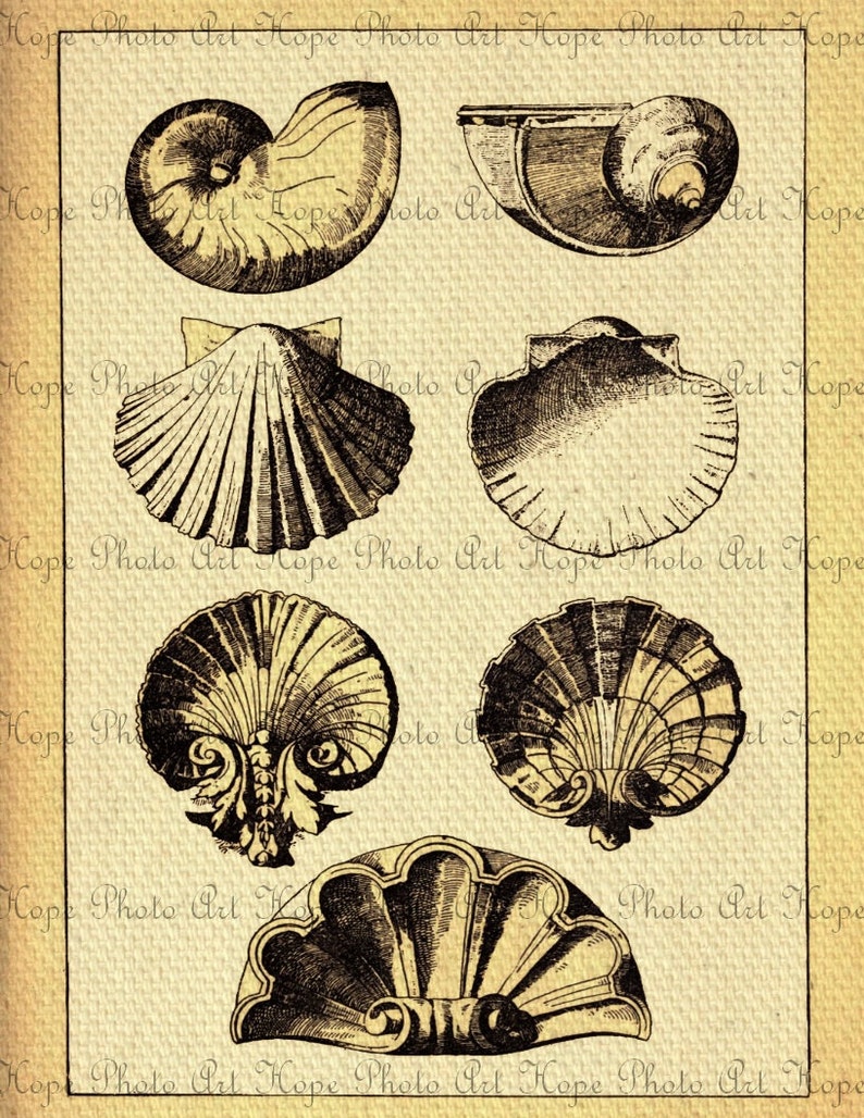 Printable Vintage Assorted Seashells Digital Collage Sheet - Etsy