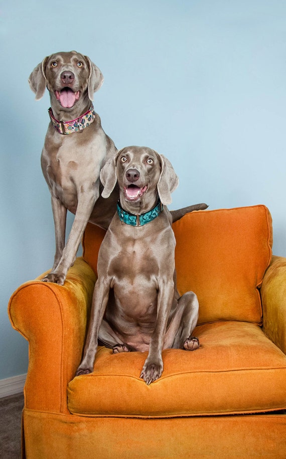 orange weimaraner