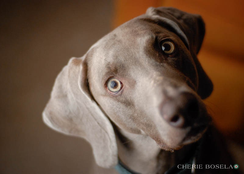 Weimaraner Greeting Card Blank | Etsy