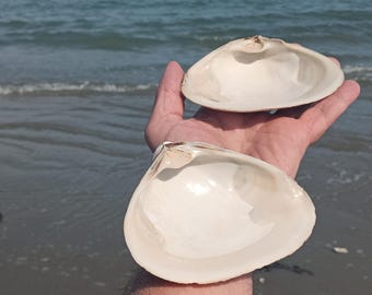 Paar große New England Muscheln für das Handwerk