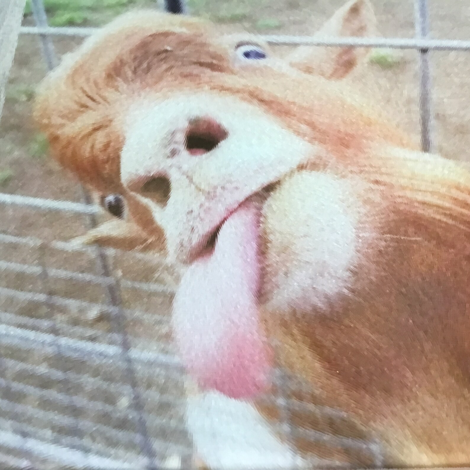 Goat Glass Cutting Board Kitchen Decor Housewarming Gift Etsy