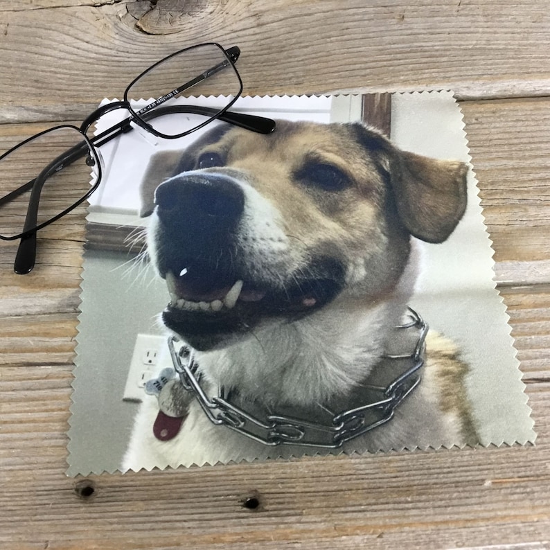 May include: A close-up of a brown and white dog with a silver chain collar. The dog is looking up and has its mouth slightly open, showing its teeth. The dog is on a white background.
