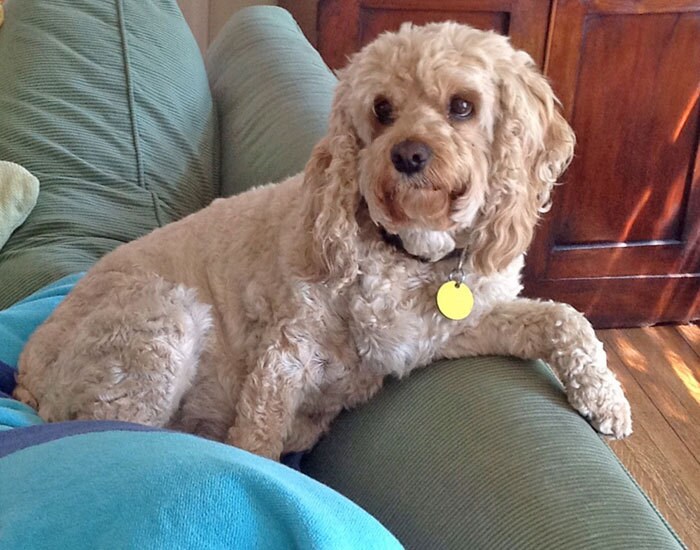 Cuddly Cockapoo, Custom Pet Portrait Painting, Original Dog Painting or ...