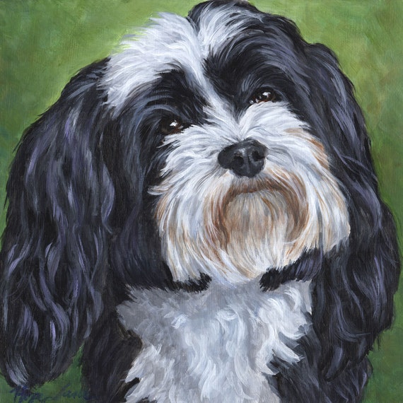 white and black havanese