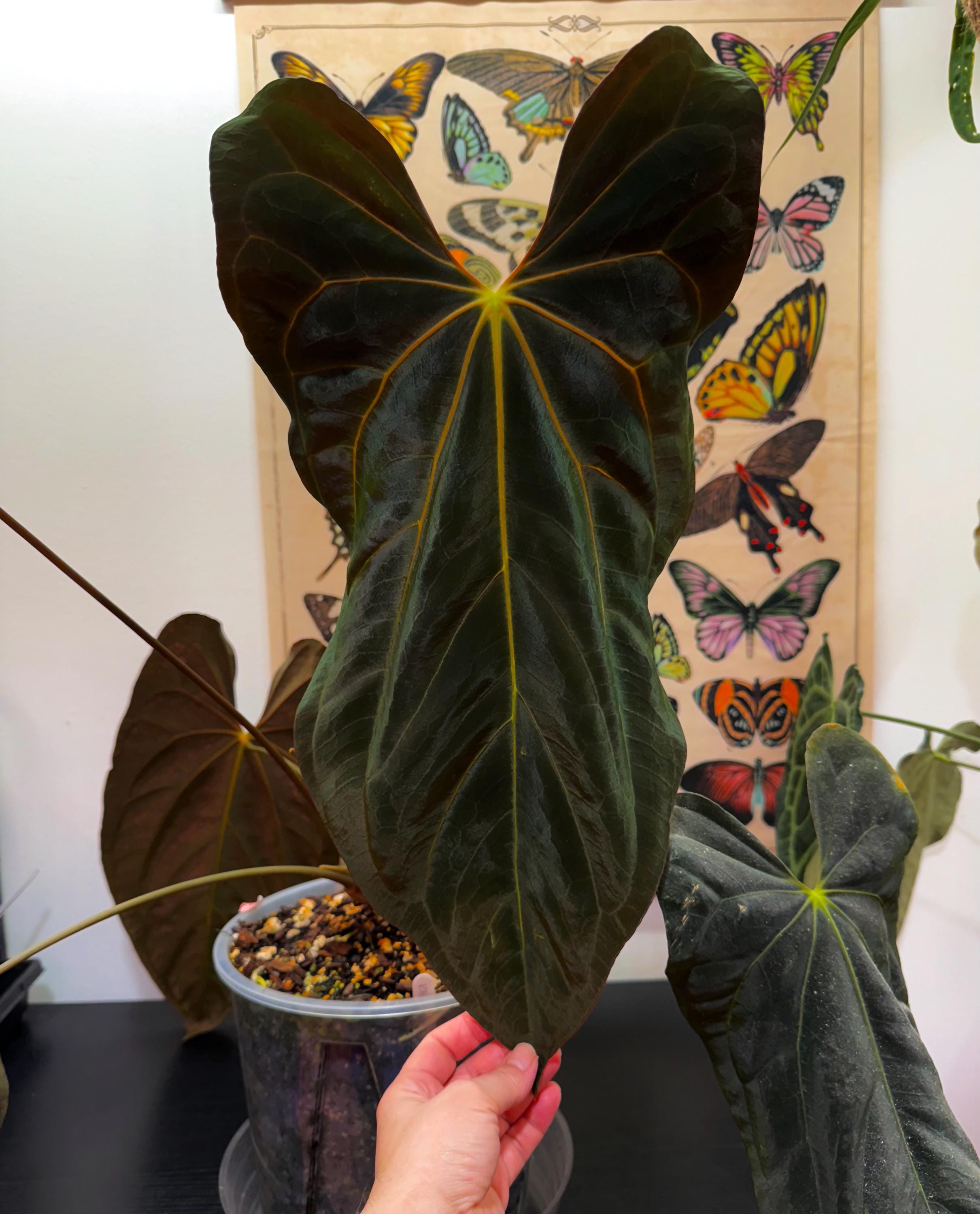 アンスリウム 'blue papillilaminum' ×self 3 Sprouted Seeds- Anthurium Blue Papillilaminum X Self - Etsy