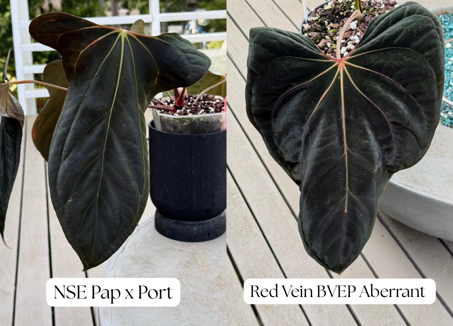 Bvep Anthurium - Etsy
