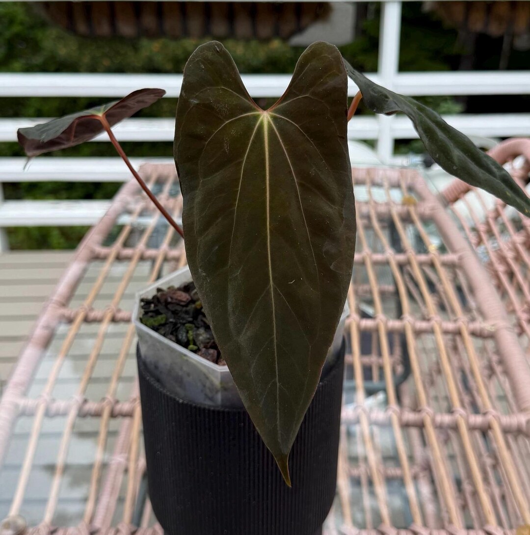 Anthurium RLFS X RLFS *well Rooted Cutting #87 - Etsy