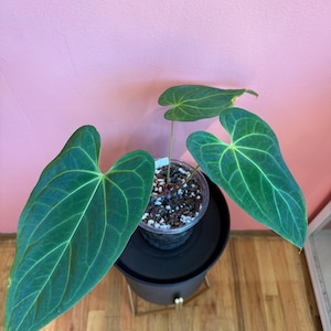 Anthurium Dark Mama