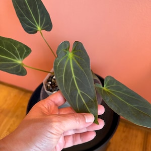 Anthurium Dark Mama