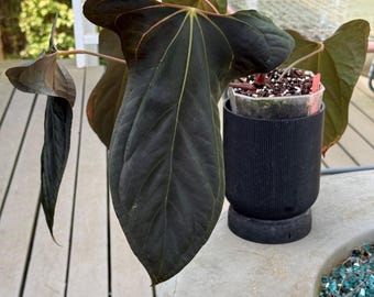 bonsai çiçeği 80-90 cm Canlı Ficus Bonsai Ginseng M boy - Uzun Ayaklı beton saksı da –  silis plant main image 1
